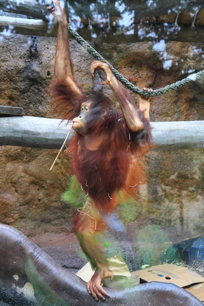 Orangutan maymun çocuk — Stok fotoğraf