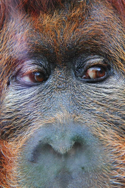 Orangutan monkey head — Stock Photo, Image