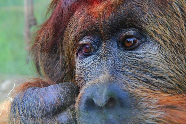 Orangutan monkey head — Stock Photo, Image