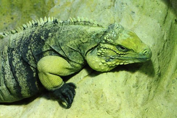 Зеленая ящерица дракона отдыхает. — стоковое фото