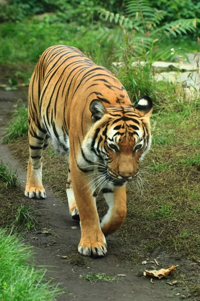 Tigre orange dans l'herbe verte — Photo