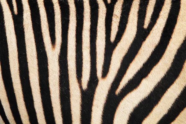 Zebra textura da pele animal — Fotografia de Stock