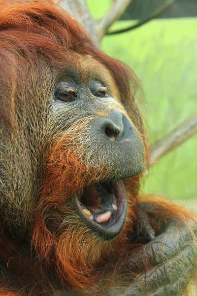 Cabeça de macaco orangotango — Fotografia de Stock