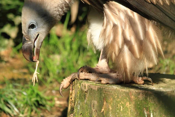 Abutre pássaro está comendo frango pequeno — Fotografia de Stock