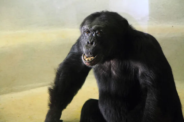 Macaco chimpanzé preto — Fotografia de Stock