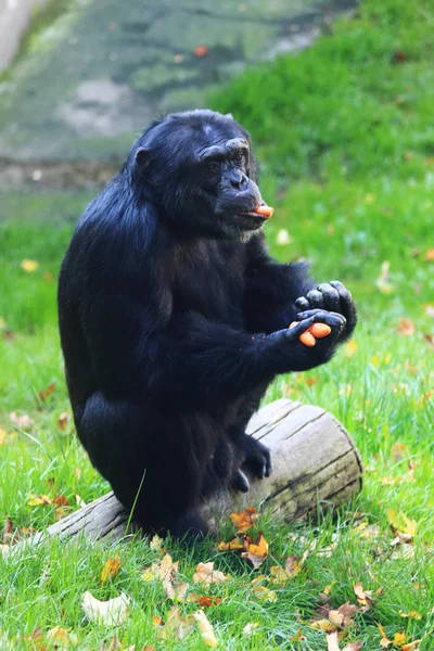 Macaco chimpanzé preto — Fotografia de Stock