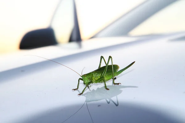 Grön gräshoppa vilar — Stockfoto