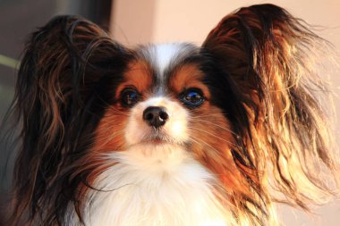 Akıllı papillon köpek başkanı