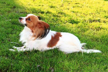 papilon köpek yeşil çim