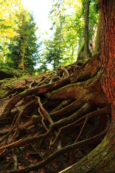 Staré kořeny stromů — Stock fotografie