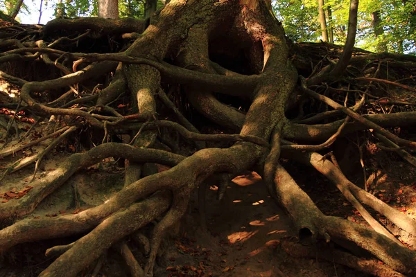 Old tree roots — Stock Photo, Image