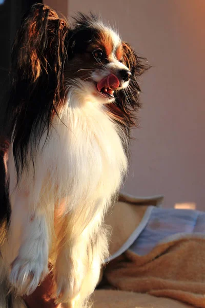 スマート パピヨン犬の頭 — ストック写真