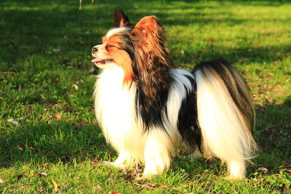 Milena pes v zelené trávě — Stock fotografie