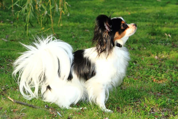 Papilon cão na grama verde — Fotografia de Stock