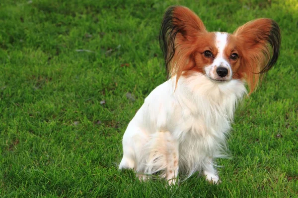 Собака-папилон в зеленой траве — стоковое фото