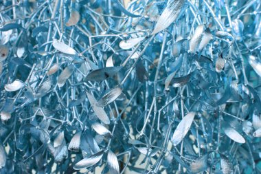 renk ökseotu arka plan