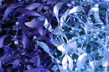 renk ökseotu arka plan