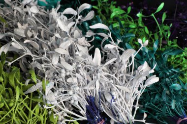 renk ökseotu arka plan