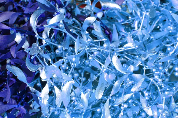 renk ökseotu arka plan