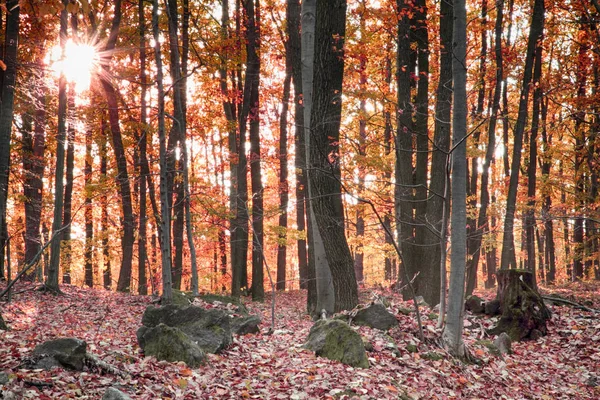Bardzo miły jesień las — Zdjęcie stockowe
