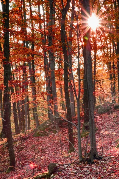 Bosque de otoño muy bonito — Foto de Stock