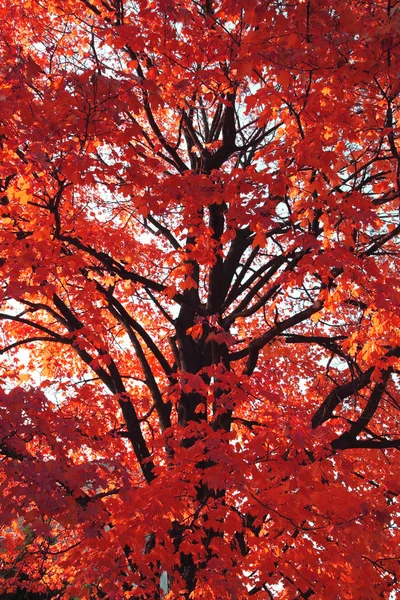 Old autumn tree — Stock Photo, Image