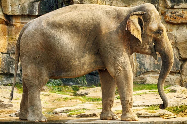 Старый большой слон — стоковое фото