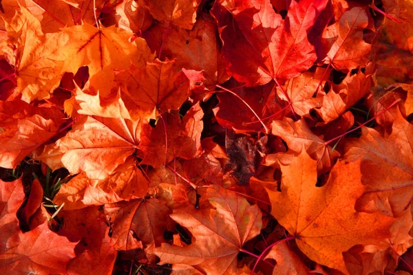 가을 색 잎 — 스톡 사진