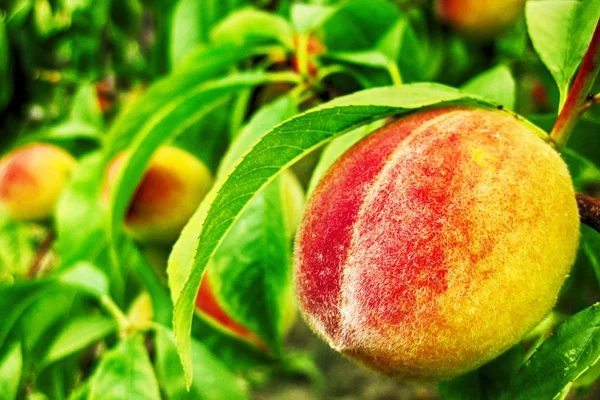 Peach as nice fruit — Stock Photo, Image