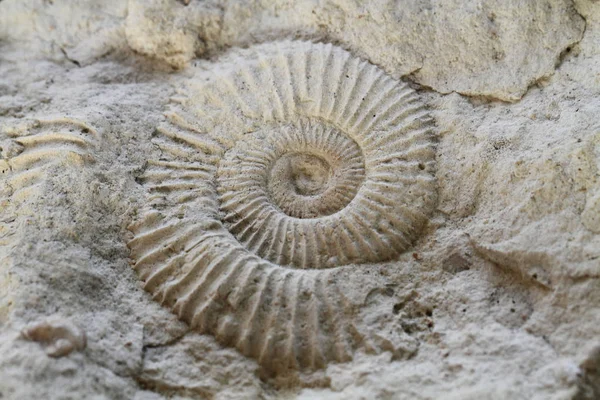 Ammonites fossil texture — Stock Photo, Image