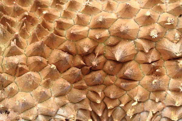Durian fruit texture — Stock Photo, Image