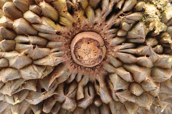 Textura de fruta duriana — Fotografia de Stock