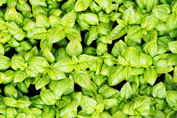 Sweet basil background — Stock Photo, Image