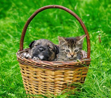 Kedi ve köpek arkadaştır.