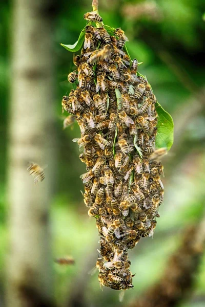 Grappolo di api dall'estate — Foto Stock