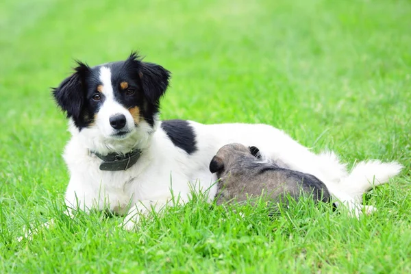 Köpek ve onun oğlu — Stok fotoğraf