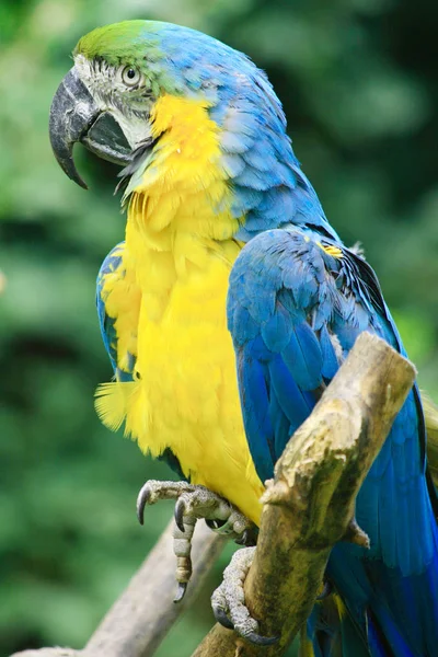 Colore grande pappagallo — Foto Stock