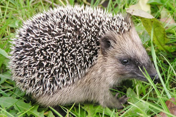 Igel im Gras — Stockfoto