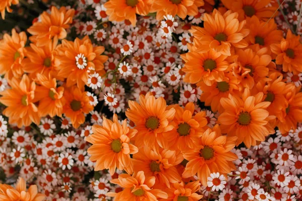 orange spring flowers