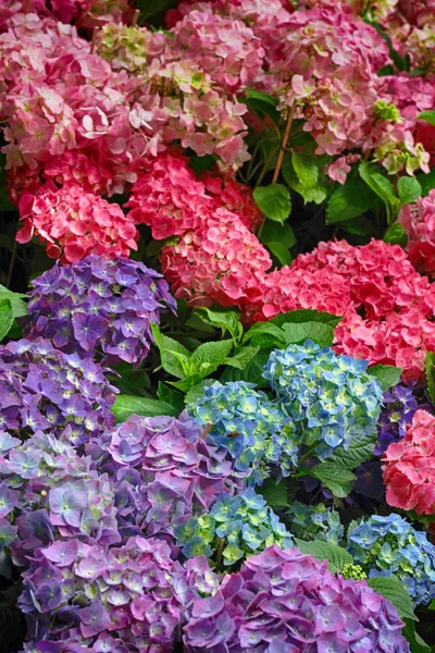 Farbe Blumen Textur — Stockfoto
