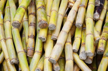 şeker kamışı doku güzel doğal arka plan olarak