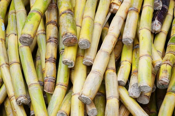 şeker kamışı doku güzel doğal arka plan olarak