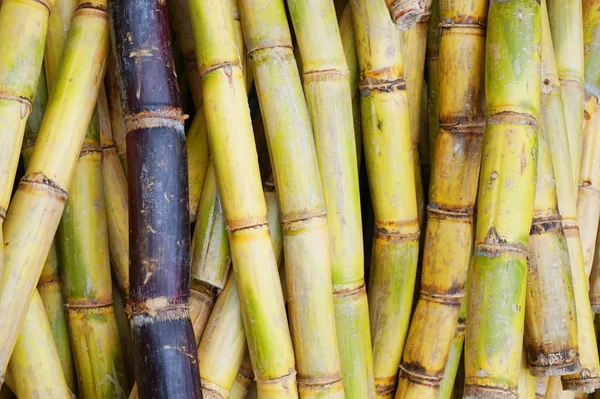 şeker kamışı doku güzel doğal arka plan olarak