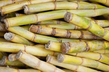 şeker kamışı doku güzel doğal arka plan olarak