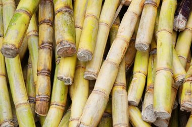 şeker kamışı doku güzel doğal arka plan olarak