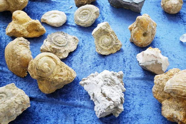Ammonit fossiel samling — Stockfoto