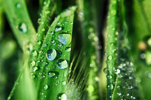 Green grass wtih water drops — Stock Photo, Image