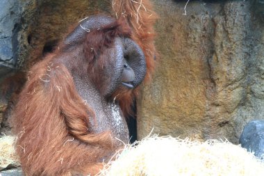 sebze yeme orangutan