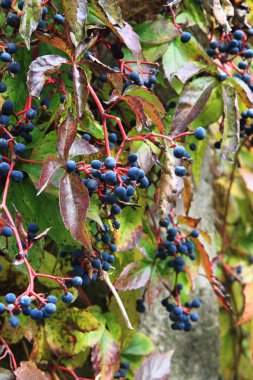 Vahşi şarap bitki meyve