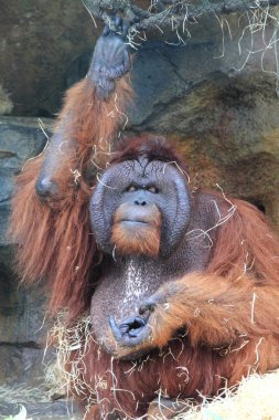 sebze yeme orangutan